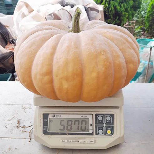 전남 강진 무농약 늙은호박 (맷돌호박)