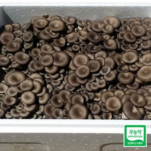 [산지직송]무농약느타리버섯2kg(무료배송)