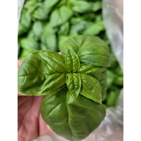 야채왕 향긋한 생바질 스위트바질 생잎 Basil 바실 100그램 500그램