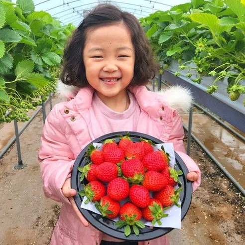 100% 새벽 당일수확 경남거창 특품 설향 딸기, 750g 이상(35..., 1개